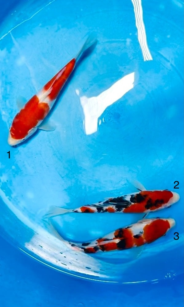 (S62) 8-10” Sakai Co. Kohaku & Sanke Tosai
