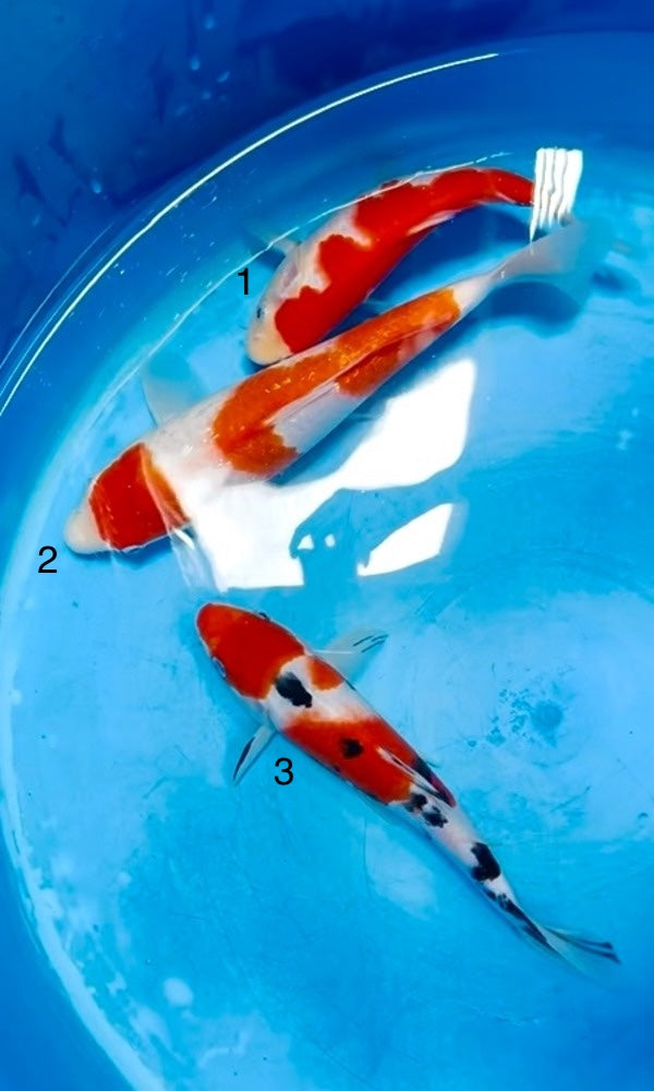 (S63) 8-10” Sakai Co. Kohaku, Ginrin Kohaku, & Sanke Tosai