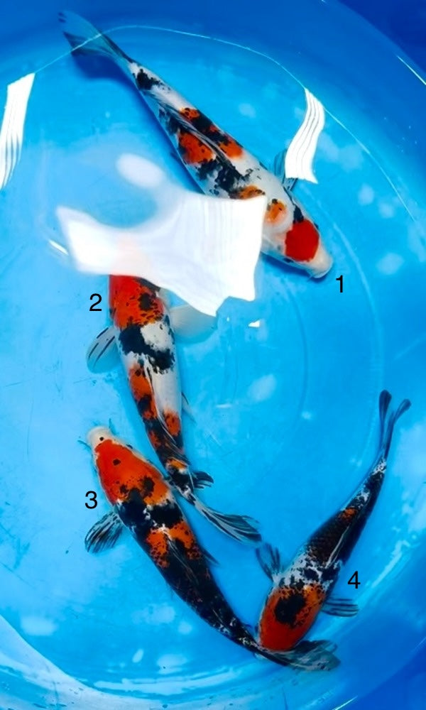 (S64) *Special Sale* 8-10” Sakai Co. Sanke Tosai