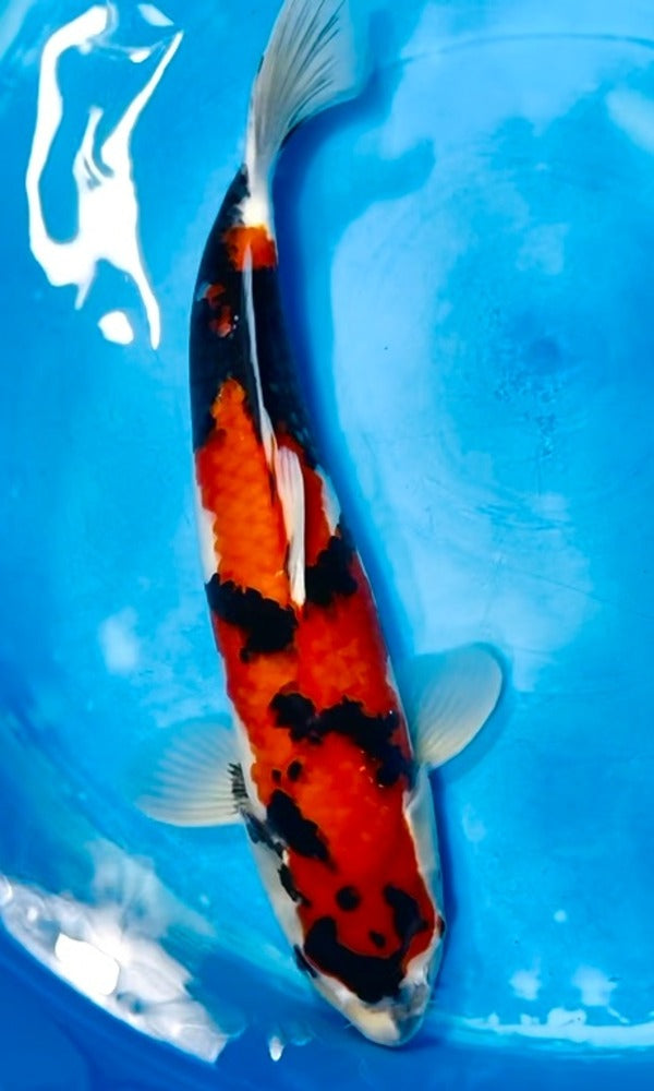 (M19) 18” Momotaro Hi Showa