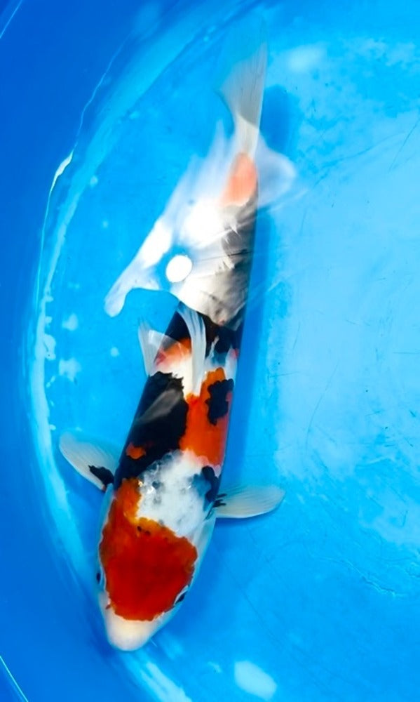 (M18) *Beautiful Pattern* 16” Momotaro Showa