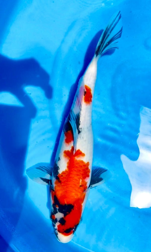 (I21) 16” Isa Showa