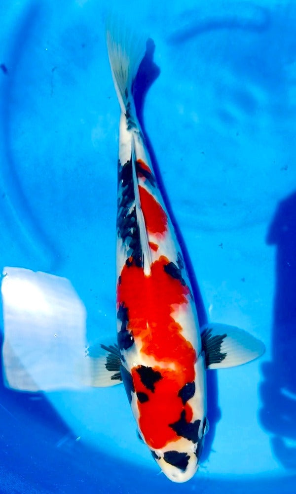(I22) 19” Isa Showa