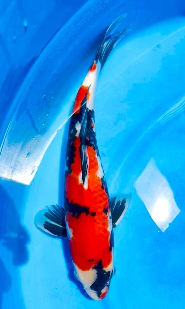 (I23) 16” Isa Showa