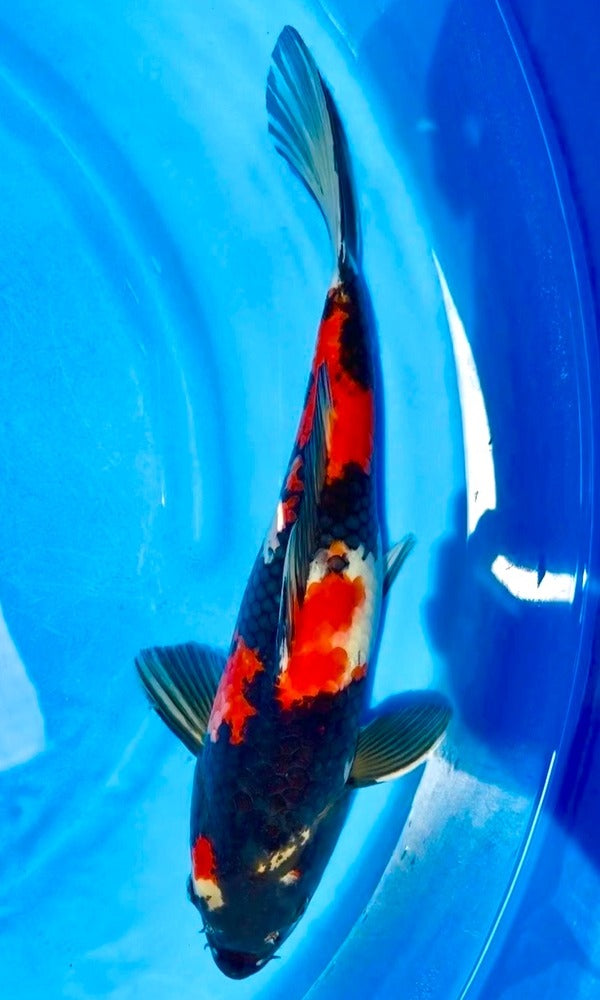 (M20) 12” Momotaro Showa Tosai