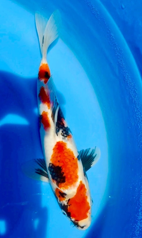 (I24) *Tategoi* 13” Isa Showa Tosai