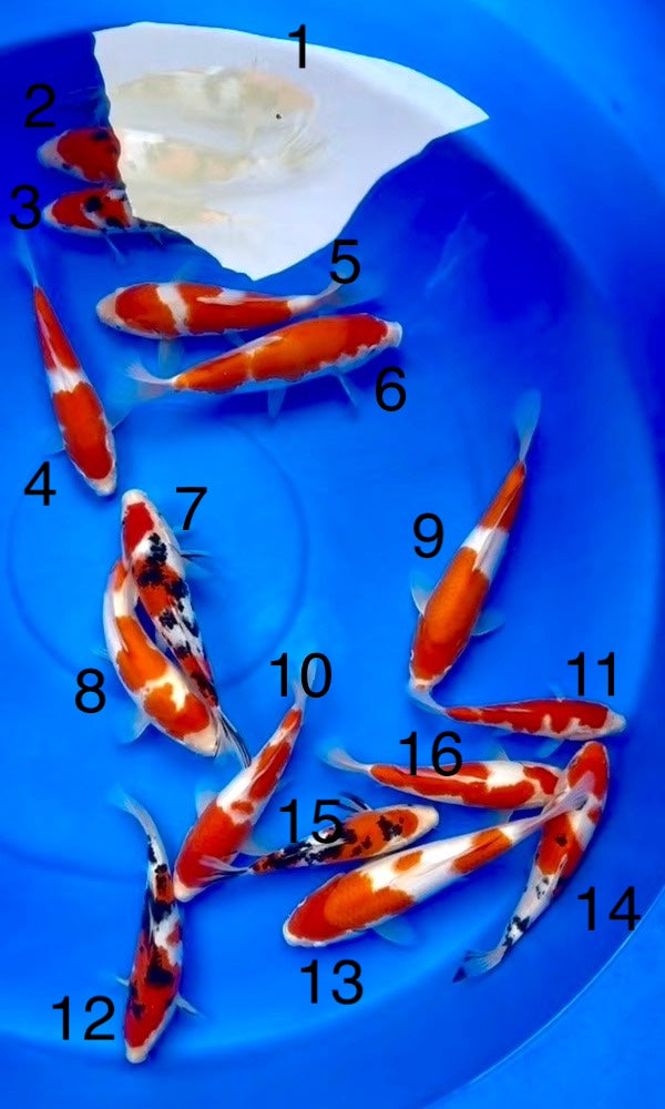 (S22) 8-11" Sakai Kohaku & Sanke *3 for $1000*