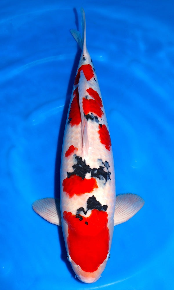 (S121) *Tategoi Grade* 26" Sakai SFF Sanke