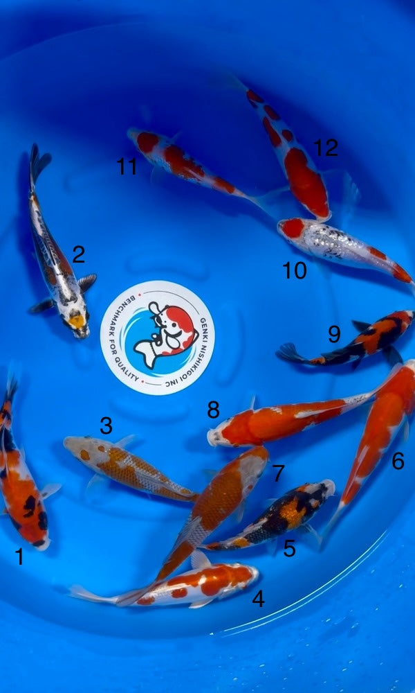 (K110) 8-10" Koda Assortment