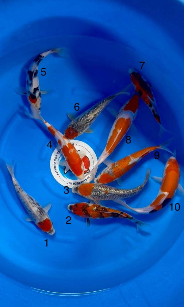 (K111) 9-11" Koda Assortment