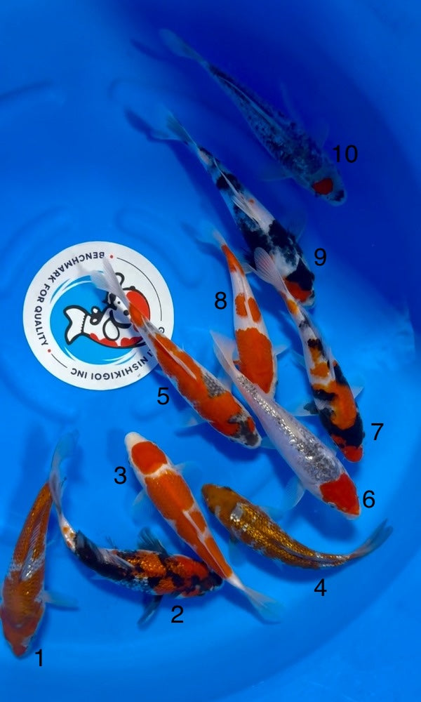 (K112) 8-10" Koda Assortment