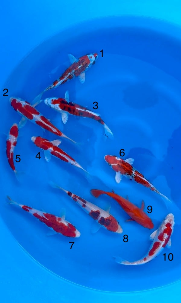 (SAK11) 6-9” Sakazume Assortment