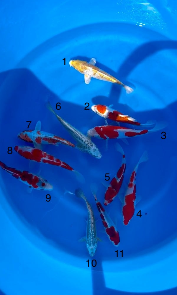 (SAK12) 7-9” Sakazume Assortment