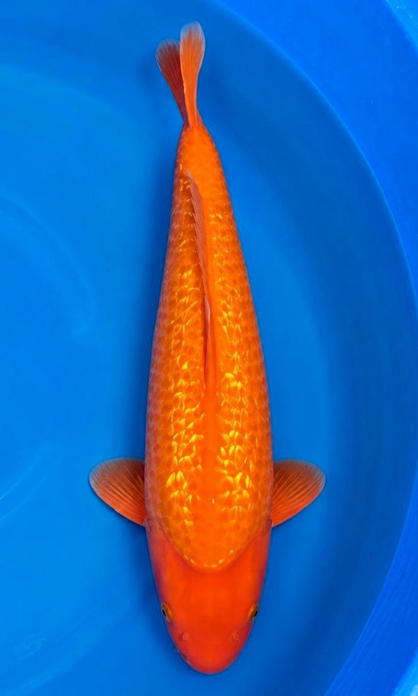 (K126) 25” Koda Ginrin Benigoi