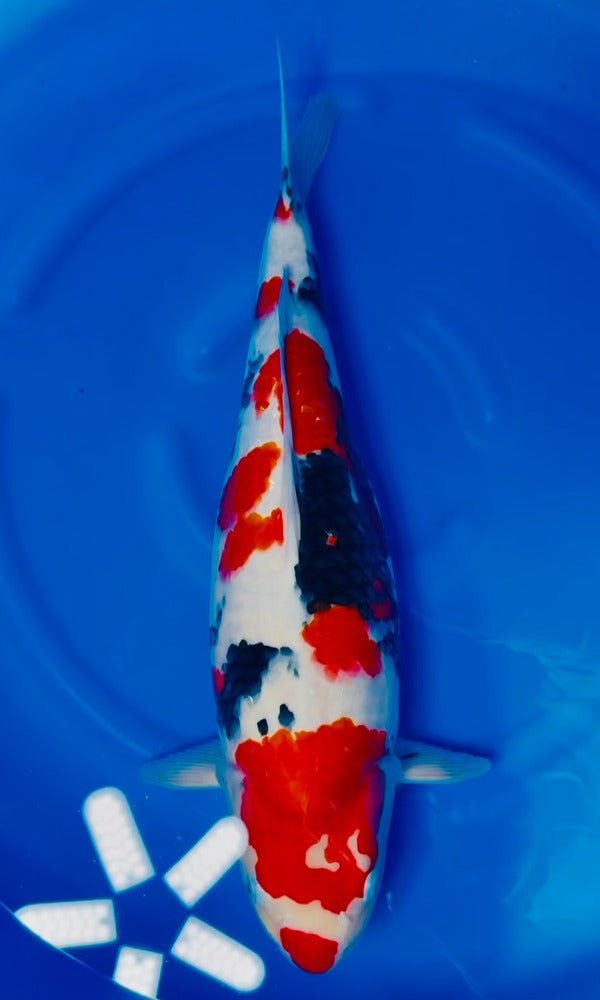 (K114) *VHQ* 21.5” Koda Sanke