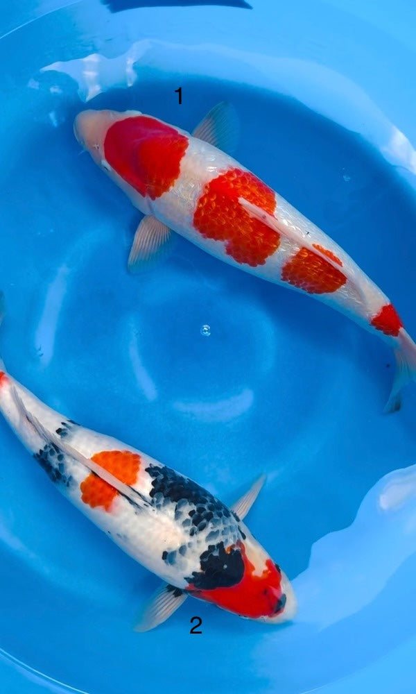 (SA62) 18-19” Saito Ginrin Kohaku & Kindai Showa