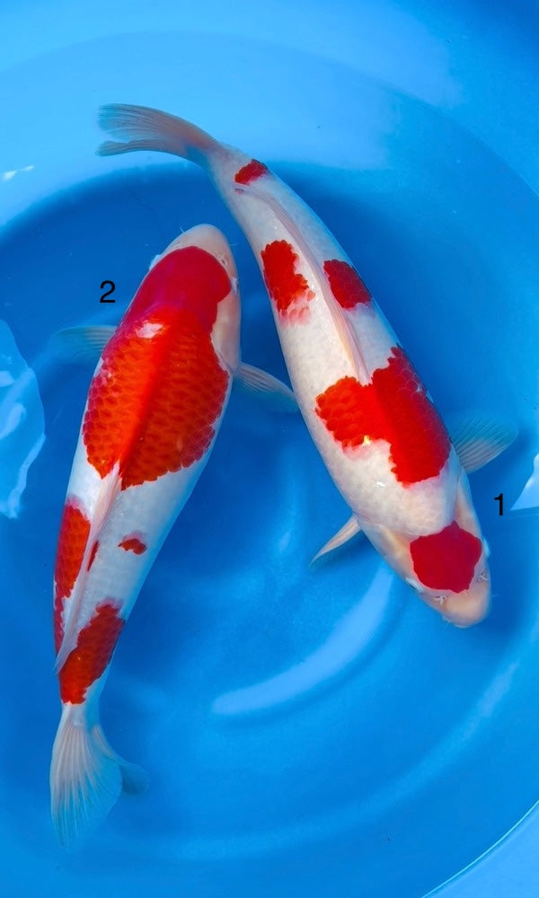 (SA63) 18-20” Saito Kohaku