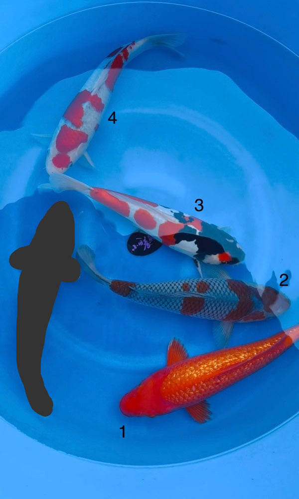 (K116) 14-16” Koda Assortment