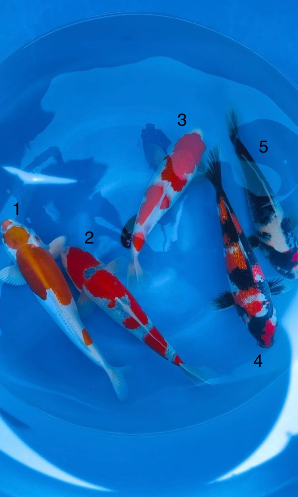 (K117) 14-16” Koda Assortment