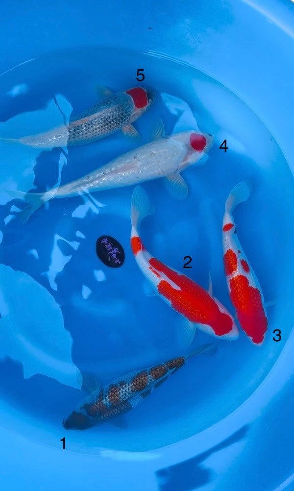 (K118) 14-16” Koda Assortment