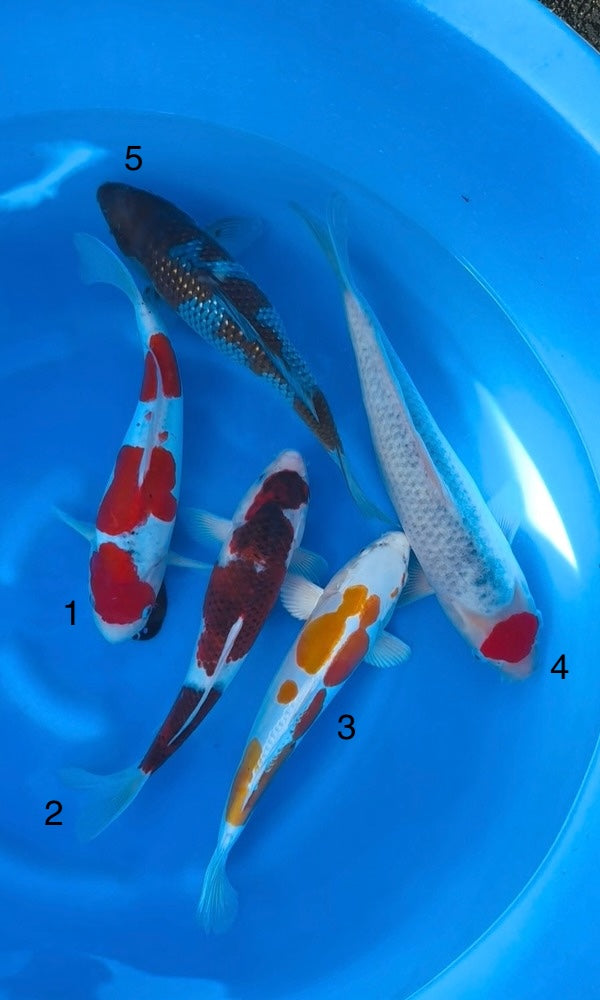 (K119) 14-16” Koda Assortment