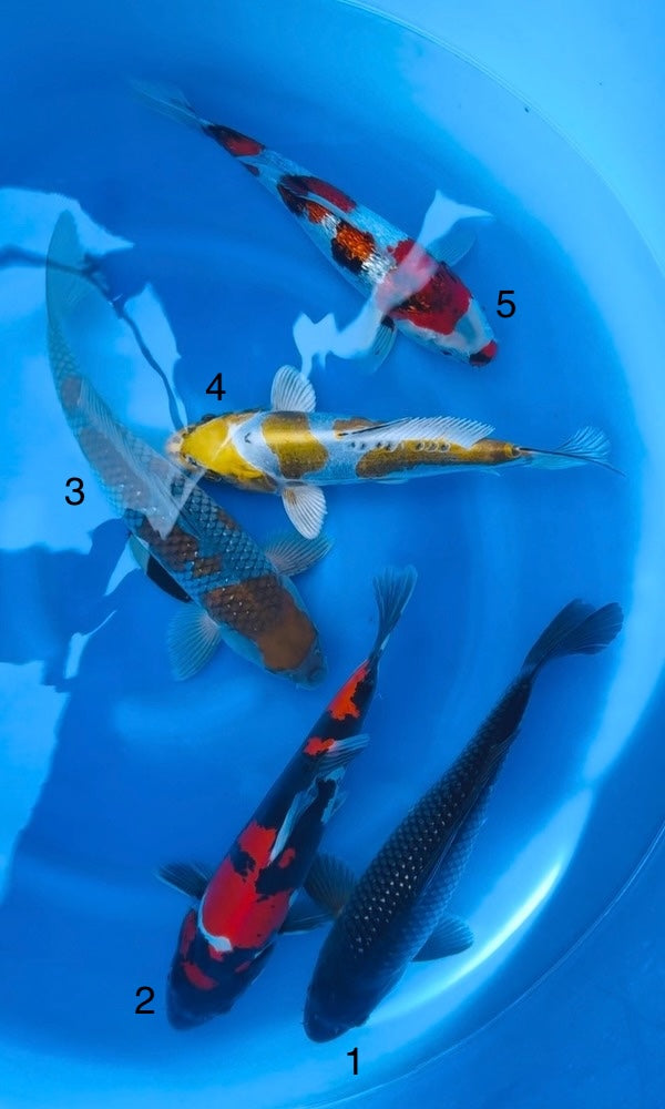 (K120) 14-16” Koda Assortment