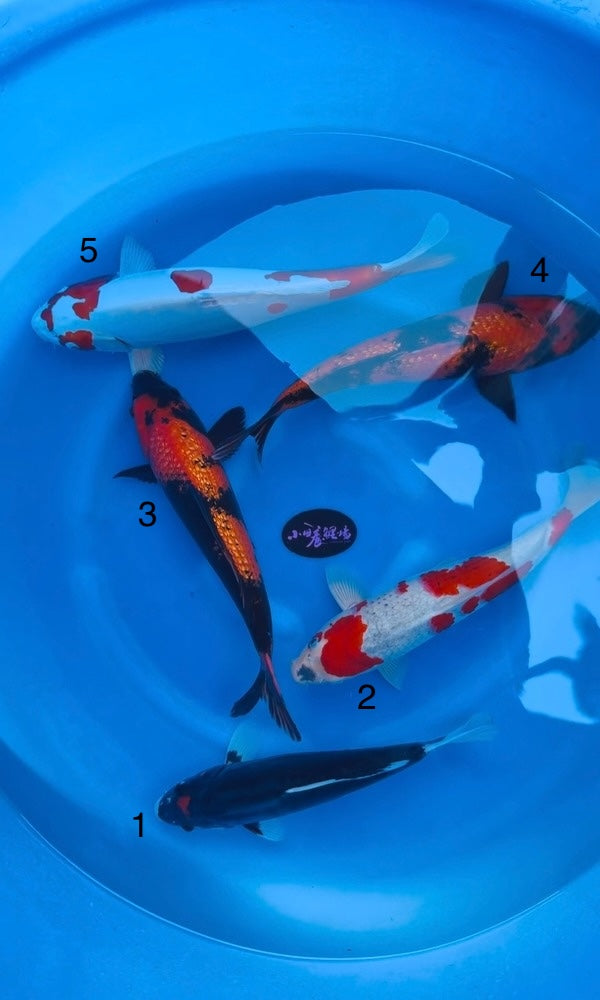 (K122) 14-16” Koda Assortment