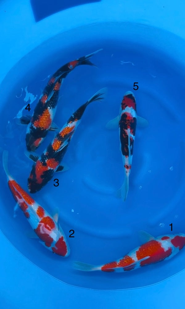 (K123) 14-16” Koda Assortment