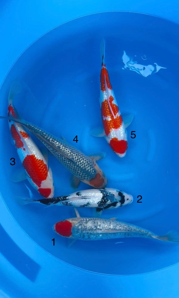 (K124) 14-16” Koda Assortment