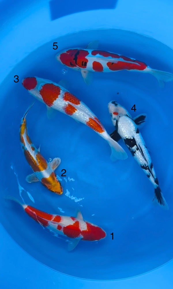 (K125) 14-16” Koda Assortment