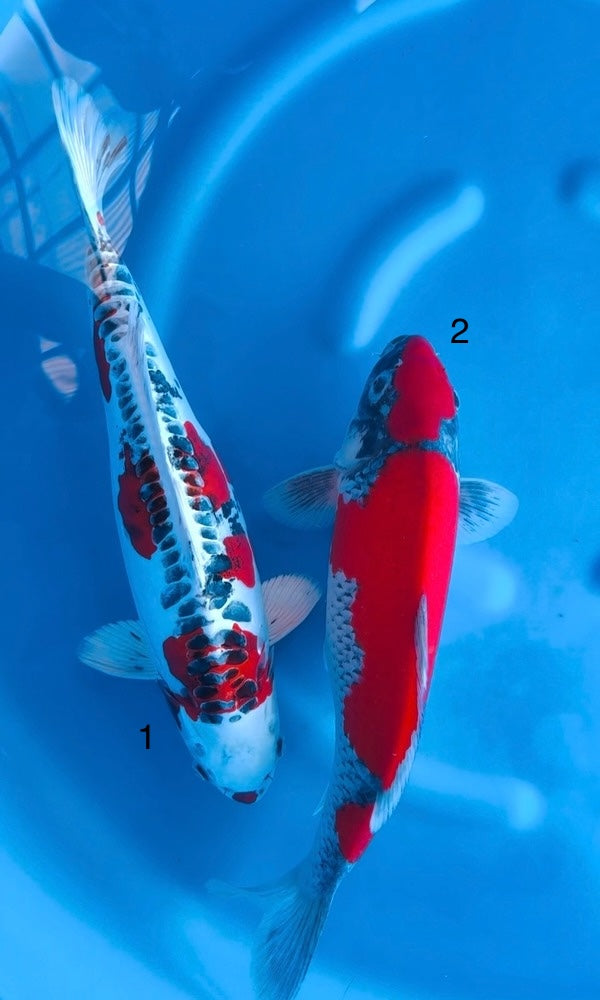 (OF18) 18-20” Ofuchi Goshiki & Doitsu Kujaku