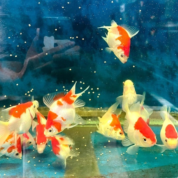 3.3" Himitsu Tamasaba