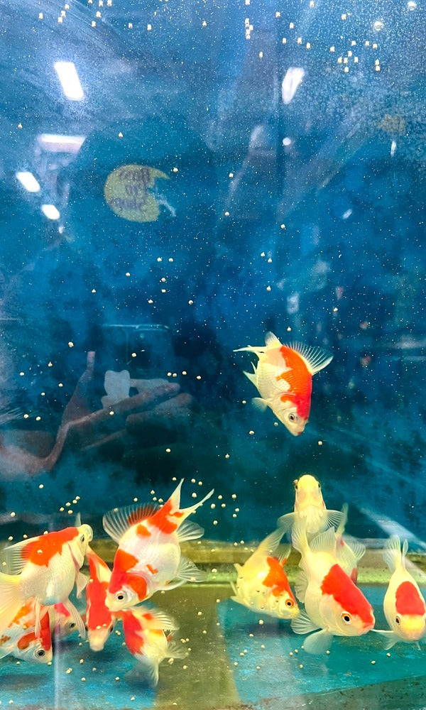 3.3" Himitsu Tamasaba