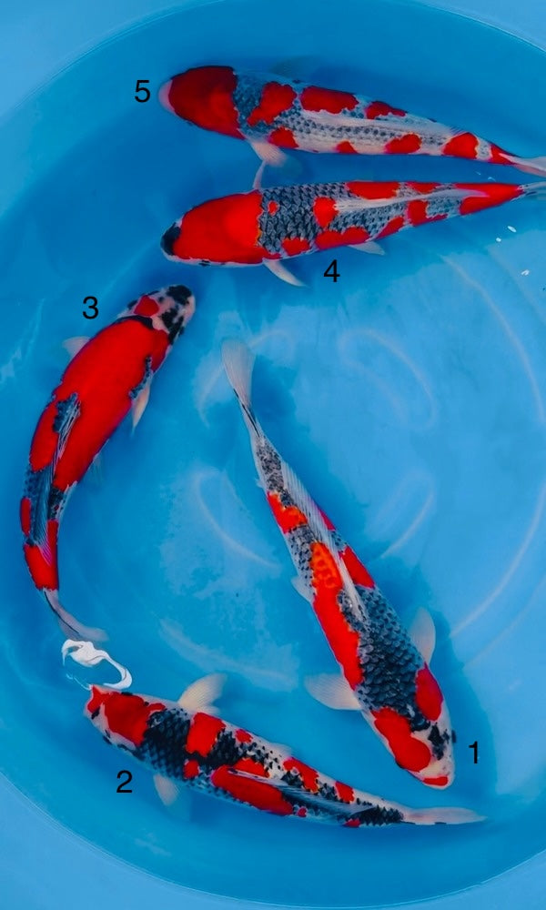 (KAW02) 15-16” Kawakami Goshiki