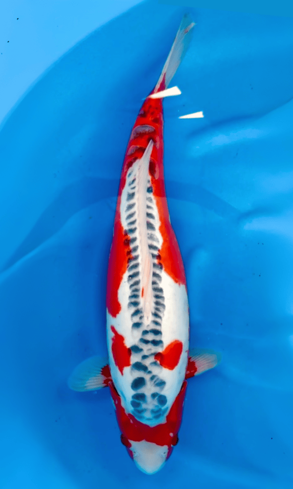 (OZ04) *Show Quality* 22” Ozumi Shusui