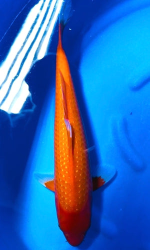 (SE05) 16" Sekiguchi Pearl Scale Benigoi