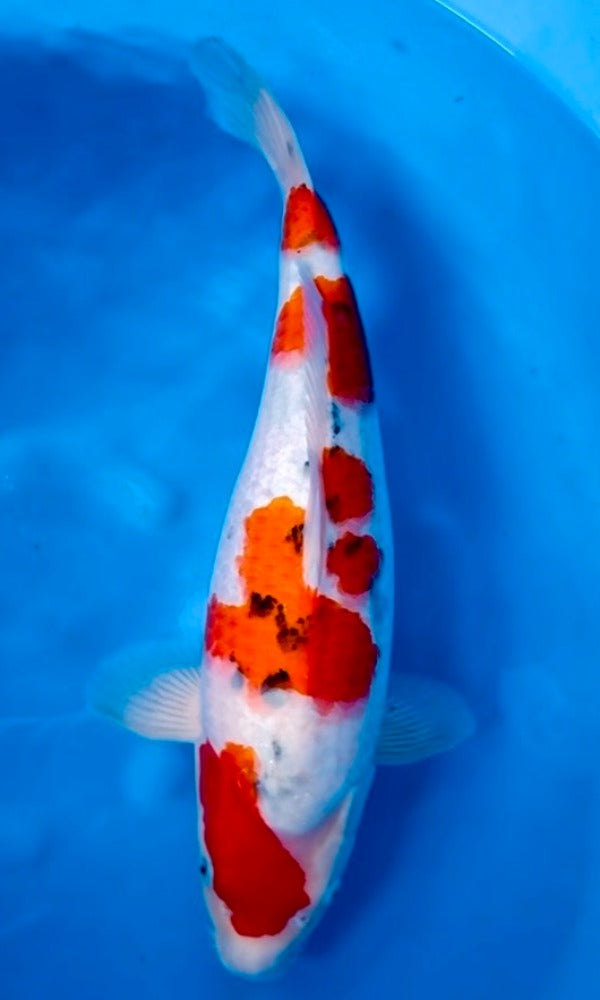 (G02) 18” Himitsu Sanke | Sakai SFF Bloodine