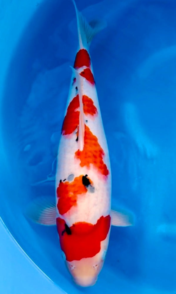 (G03) 19” Himitsu Sanke | Sakai SFF Bloodine