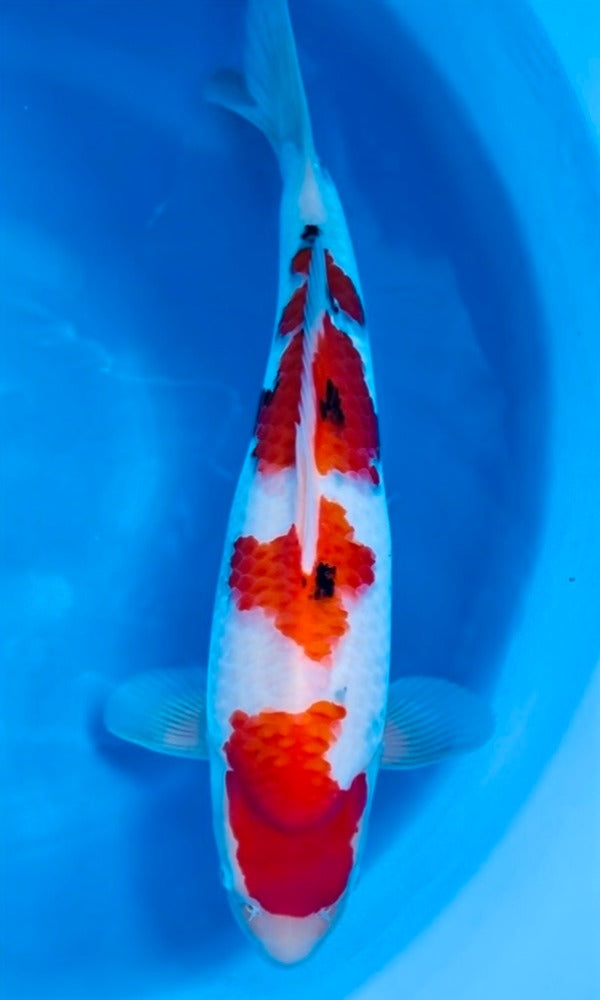 (G04) 20+" Himitsu Sanke | Sakai SFF Bloodine