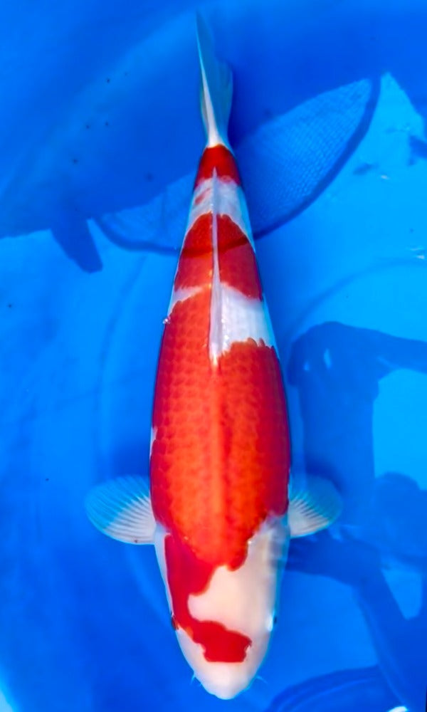 (Kohaku1) 24.5” Momotaro Kohaku