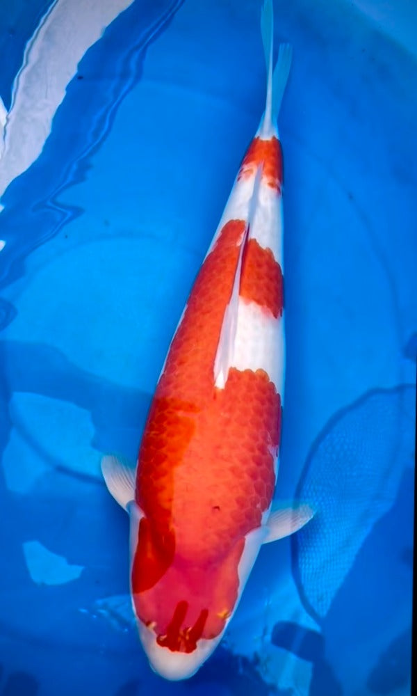 (Kohaku3) 26.5” Momotaro Kohaku