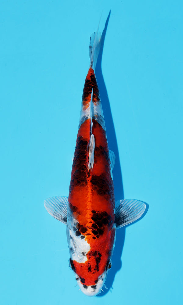 (KI02) *HQ* 10" Kintaro Kinshowa