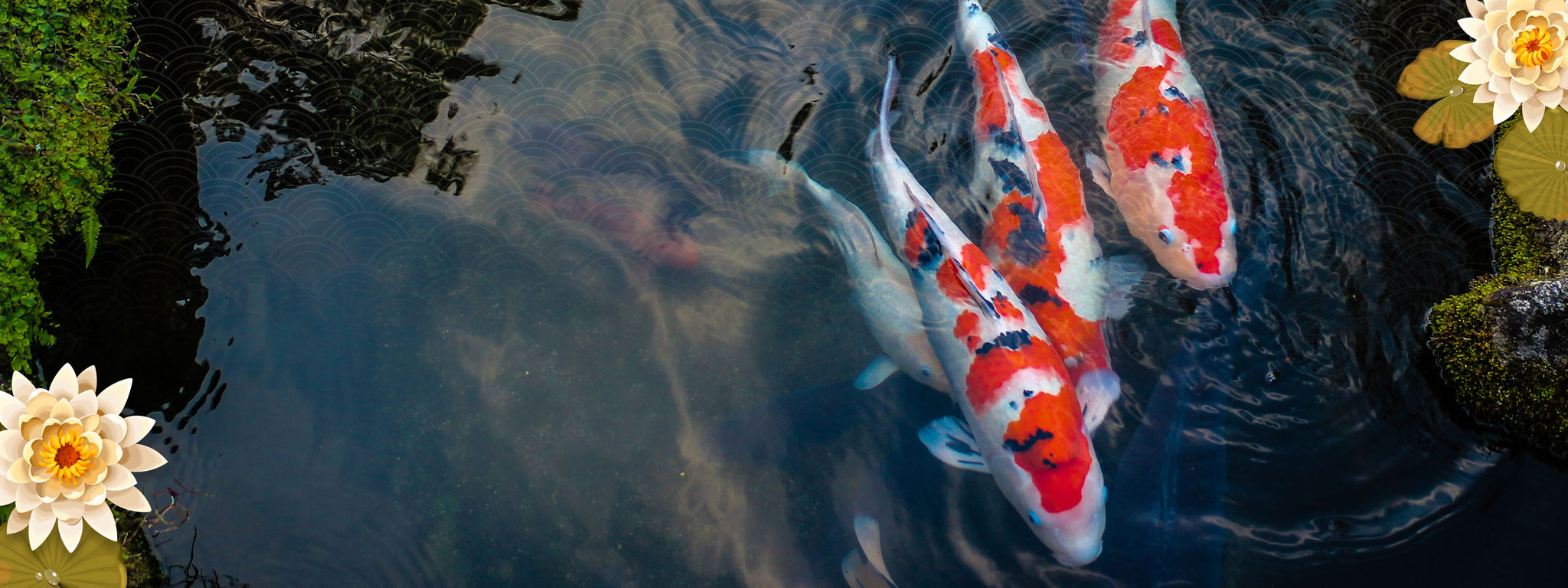 Genki Koi