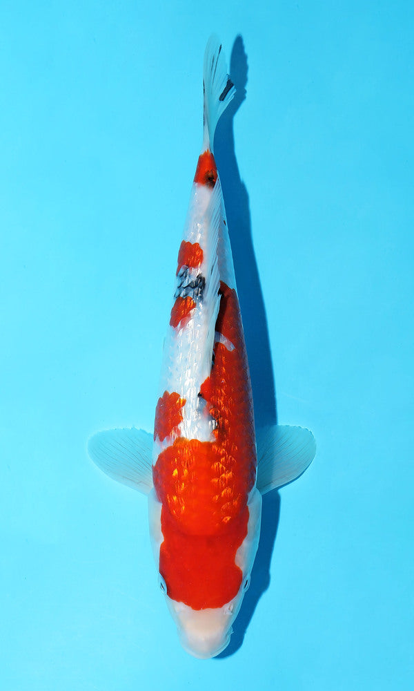 (S66) *HQ* 12.5" Sakai Co. Ginrin Showa