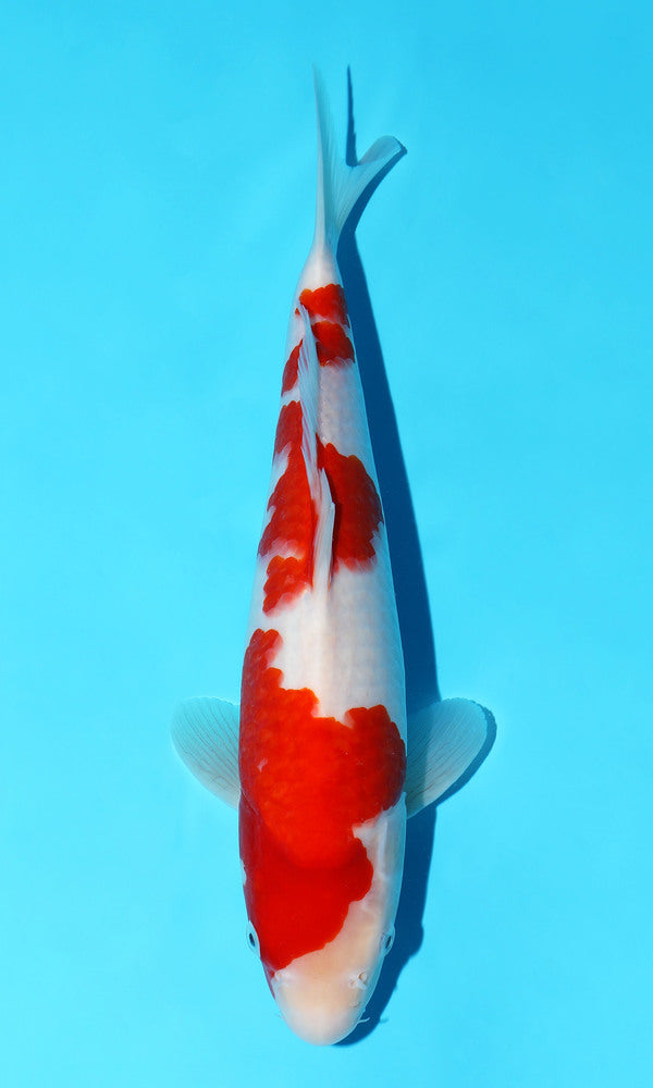 (S78) *HQ* 13" Sakai Kohaku