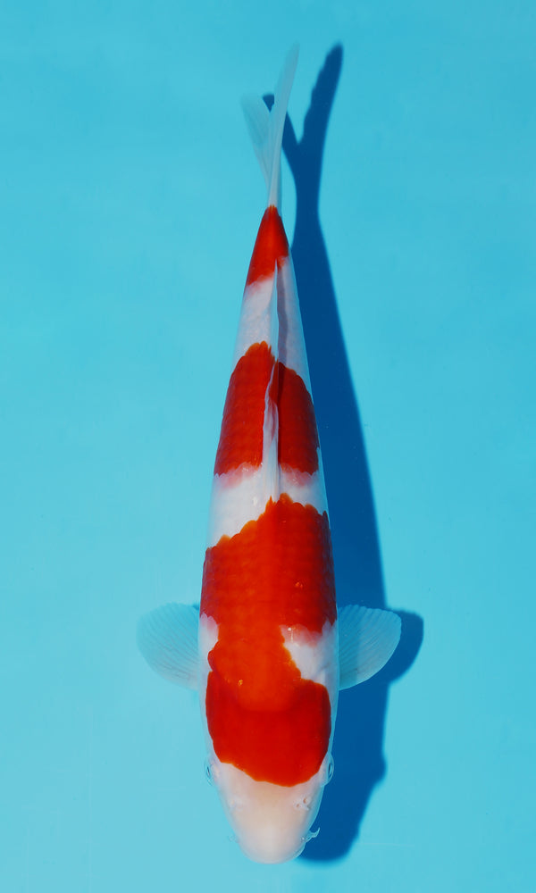(S79) *HQ* 11" Sakai Kohaku