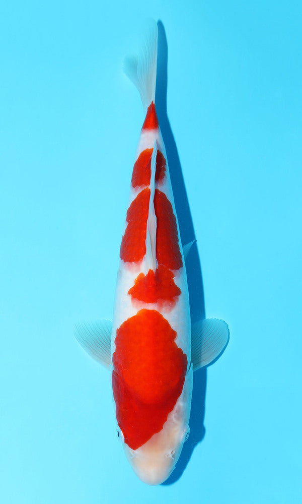 (S80) *HQ* 13" Sakai Kohaku