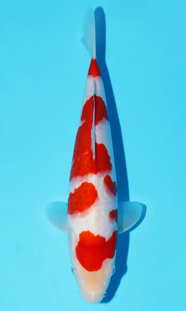 (S81) *HQ* 11.5" Sakai Kohaku