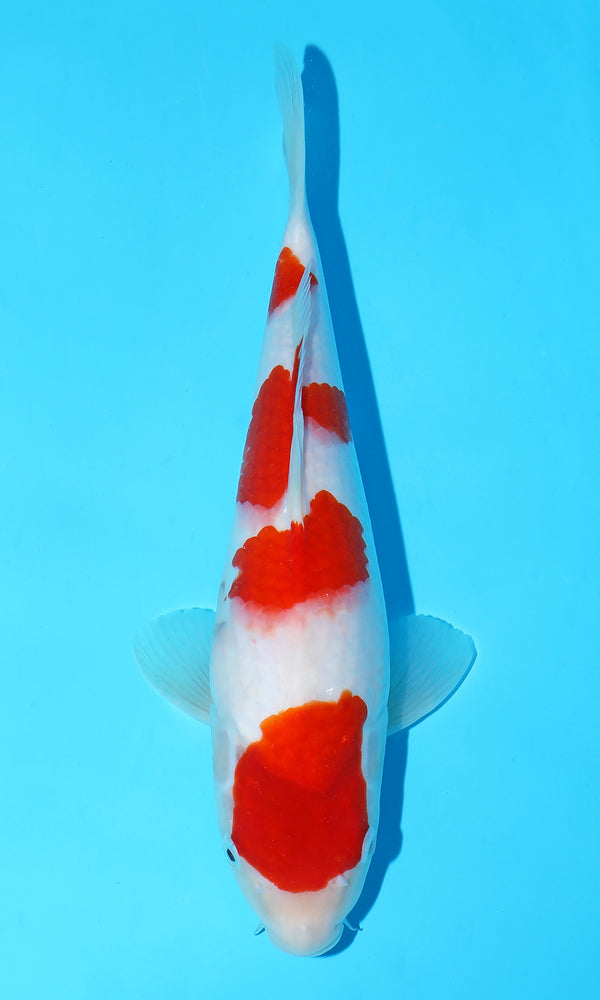 (S82) *HQ* 12" Sakai Kohaku