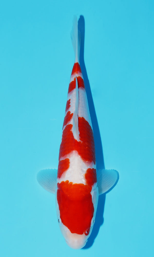 (S84) *HQ* 12" Sakai Kohaku